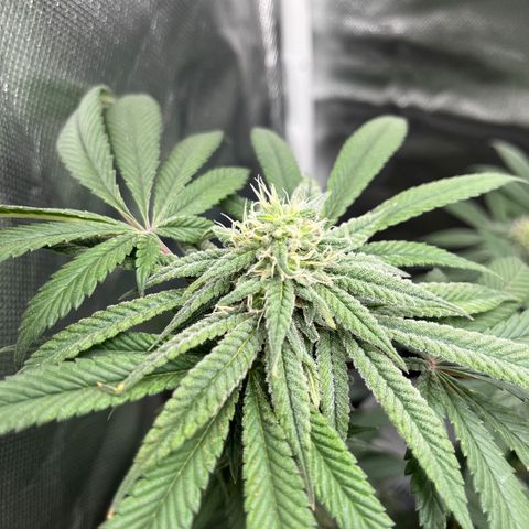 Peach Lemonade growlog timeline photo