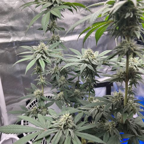 Peach Lemonade growlog photo: Smells so damn good
