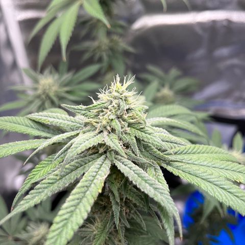 Peach Lemonade growlog photo: Smells so damn good