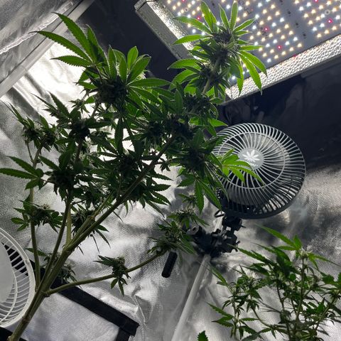 Peach Lemonade growlog photo: Smells so damn good