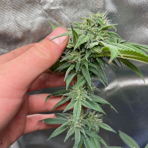 Peach Lemonade growlog photo: Smells so damn good