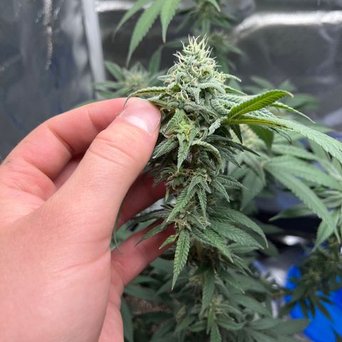 Peach Lemonade growlog photo: Smells so damn good