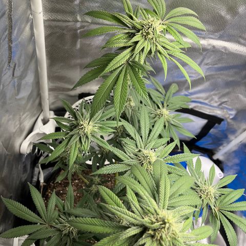 Peach Lemonade growlog photo: Smells so damn good