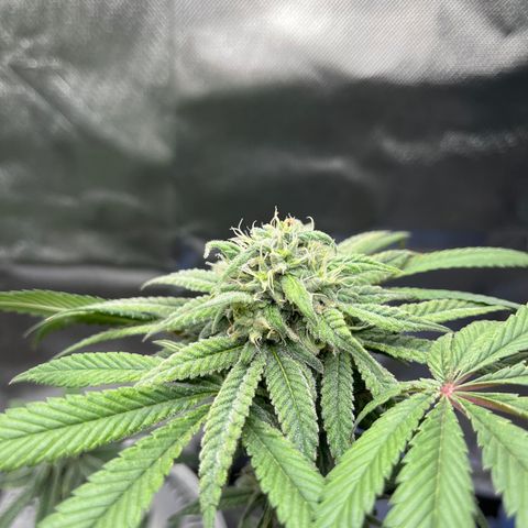 Peach Lemonade growlog timeline photo