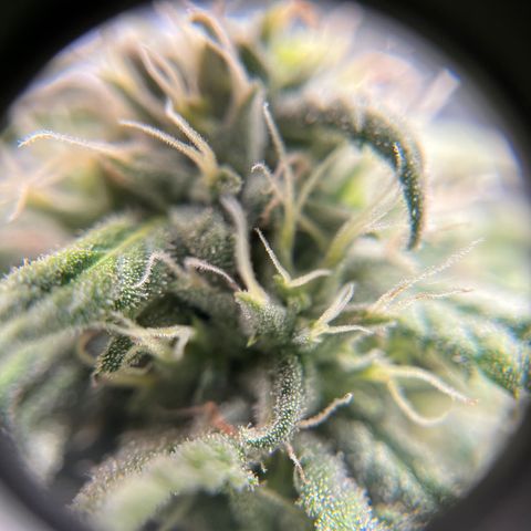Peach Lemonade growlog timeline photo