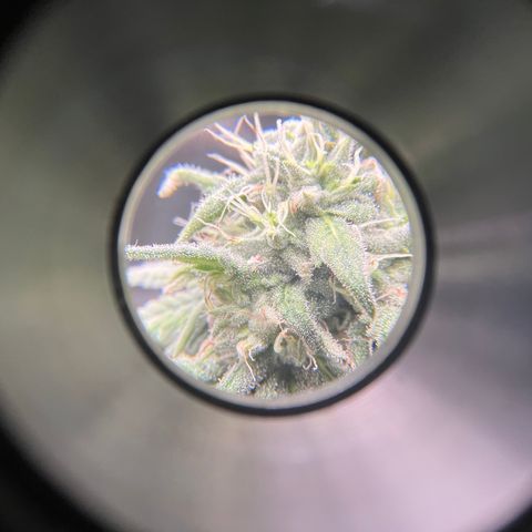 Peach Lemonade growlog timeline photo