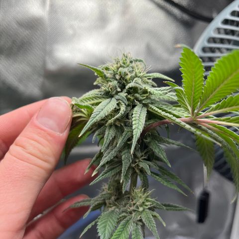 Peach Lemonade growlog timeline photo