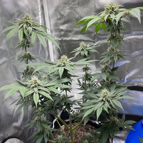 Peach Lemonade growlog timeline photo