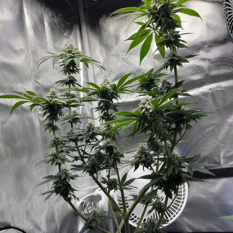Peach Lemonade growlog timeline photo
