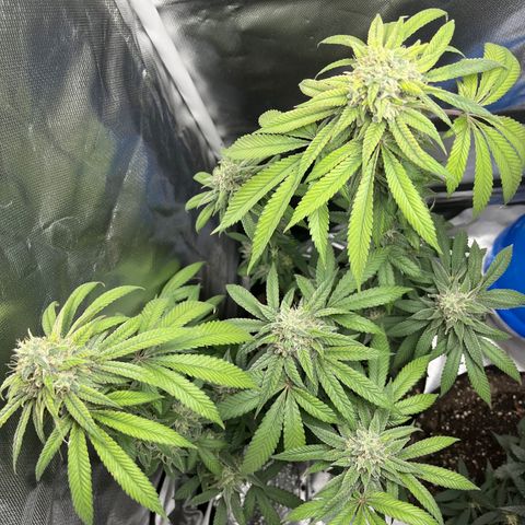 Peach Lemonade growlog timeline photo