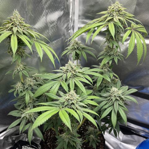 Peach Lemonade growlog timeline photo