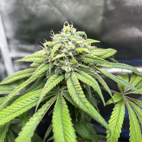 Peach Lemonade growlog timeline photo