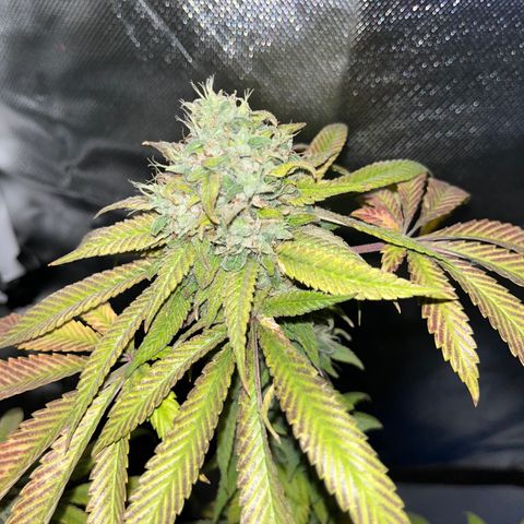 Peach Lemonade growlog timeline photo
