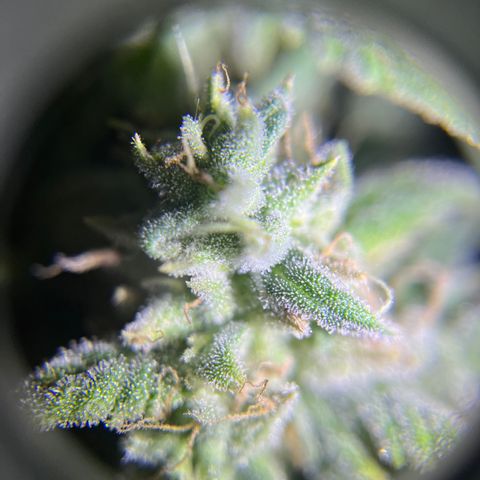 Peach Lemonade growlog timeline photo