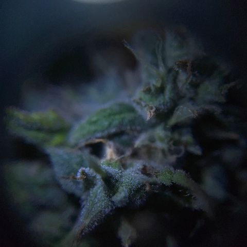 Peach Lemonade growlog timeline photo