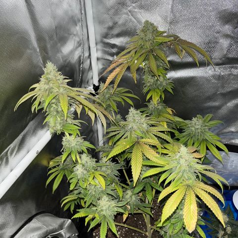 Peach Lemonade growlog timeline photo