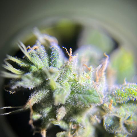 Peach Lemonade growlog timeline photo