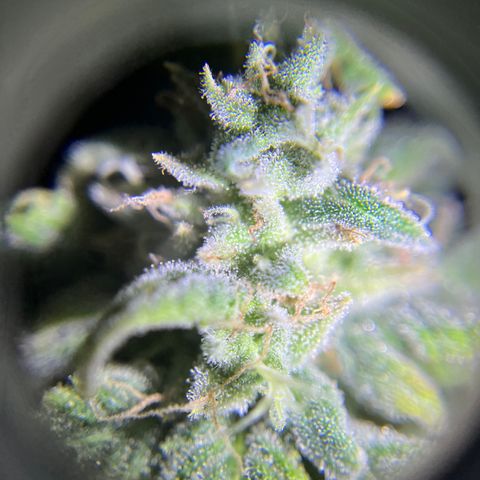Peach Lemonade growlog timeline photo