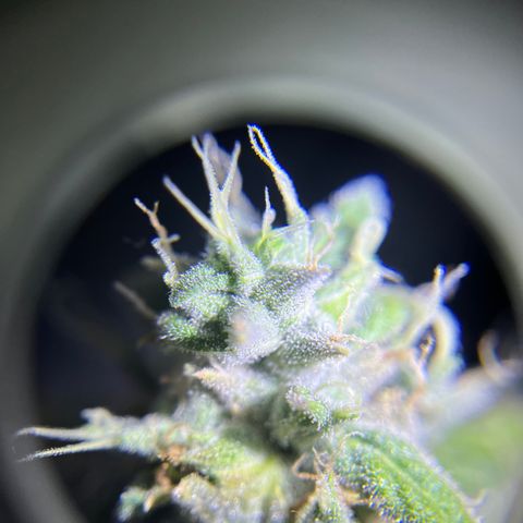 Peach Lemonade growlog timeline photo