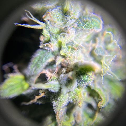 Peach Lemonade growlog timeline photo