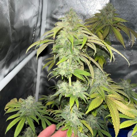 Peach Lemonade growlog timeline photo