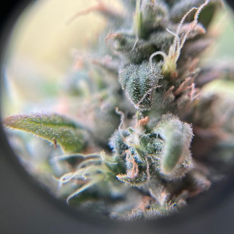 Peach Lemonade growlog timeline photo