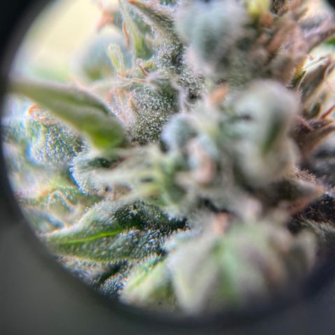 Peach Lemonade growlog timeline photo