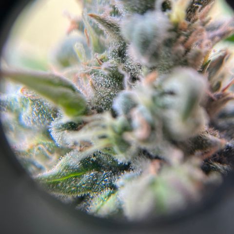 Peach Lemonade growlog timeline photo