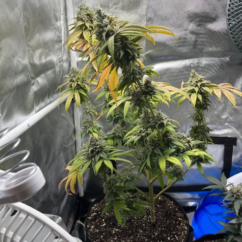 Peach Lemonade growlog timeline photo