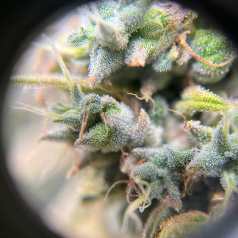 Peach Lemonade growlog timeline photo