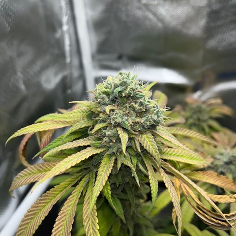 Peach Lemonade growlog timeline photo