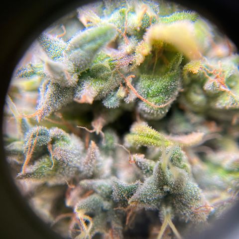 Peach Lemonade growlog timeline photo