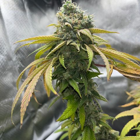 Peach Lemonade growlog timeline photo