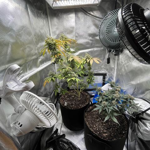 Peach Lemonade growlog timeline photo