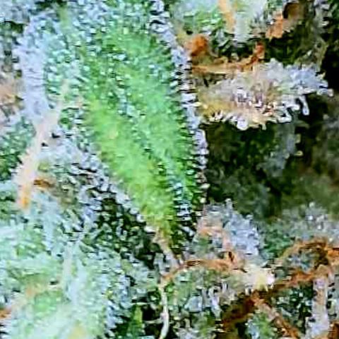 Peach Lemonade growlog timeline photo