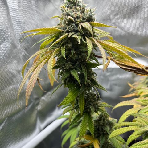 Peach Lemonade growlog timeline photo