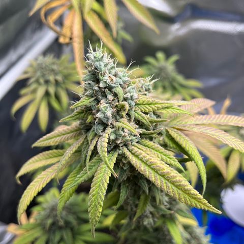 Peach Lemonade growlog timeline photo