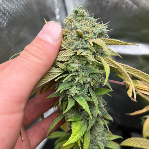 Peach Lemonade growlog timeline photo