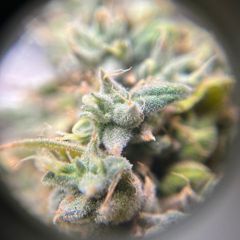 Peach Lemonade growlog timeline photo