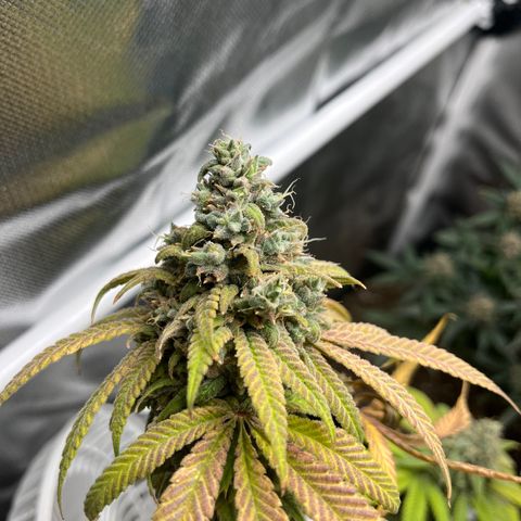 Peach Lemonade growlog timeline photo