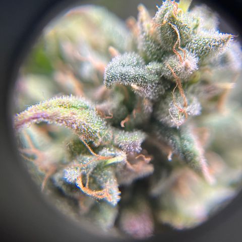 Peach Lemonade growlog timeline photo
