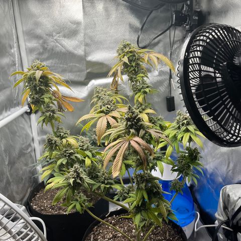 Peach Lemonade growlog timeline photo