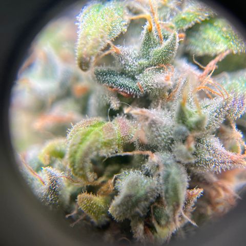 Peach Lemonade growlog timeline photo