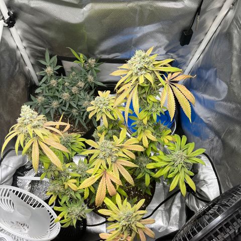 Peach Lemonade growlog timeline photo