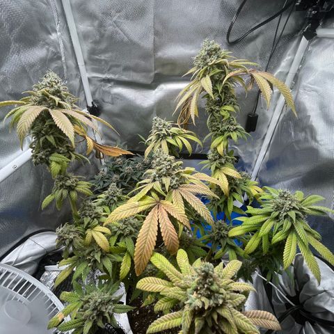 Peach Lemonade growlog timeline photo
