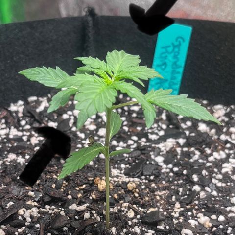 Granddaddy Purple growlog timeline photo