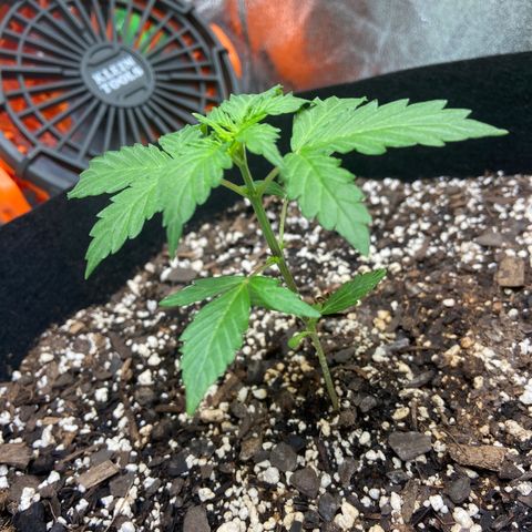 Granddaddy Purple growlog timeline photo