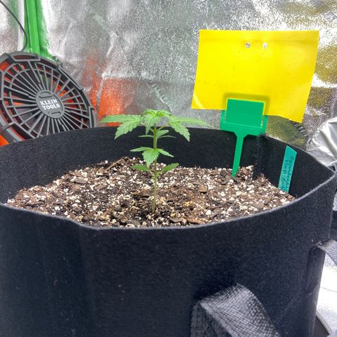 Granddaddy Purple growlog timeline photo