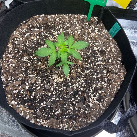 Granddaddy Purple growlog timeline photo