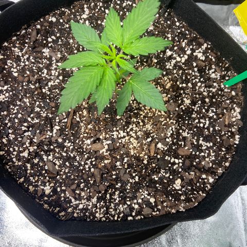 Granddaddy Purple growlog timeline photo